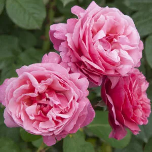Line Renaud (Meiclusif, Elblorenz, Inclus, Sweet Parfum de Provence, Anton Tchekhov, Forget-Me-Not) plikomis šaknimis