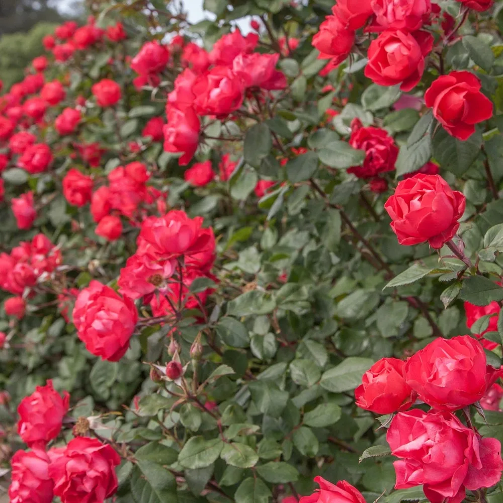 Cherry Bonica (MEIpeporia, Double Red, Oso Easy Double Red) vazone