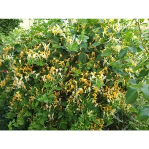 Sausmedis  dekorativinis  kvepiantis vazone