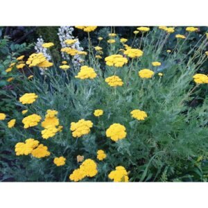 Kraujažolė geltona