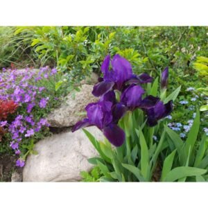 Vilkdalgis žemaūgis violetinis