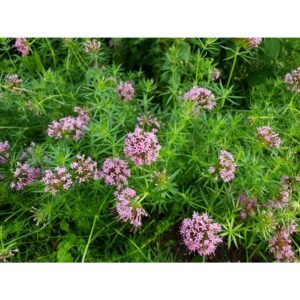 Svyrančioji krunelė