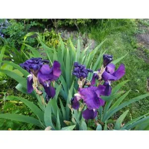 Vilkdalgis violetinis