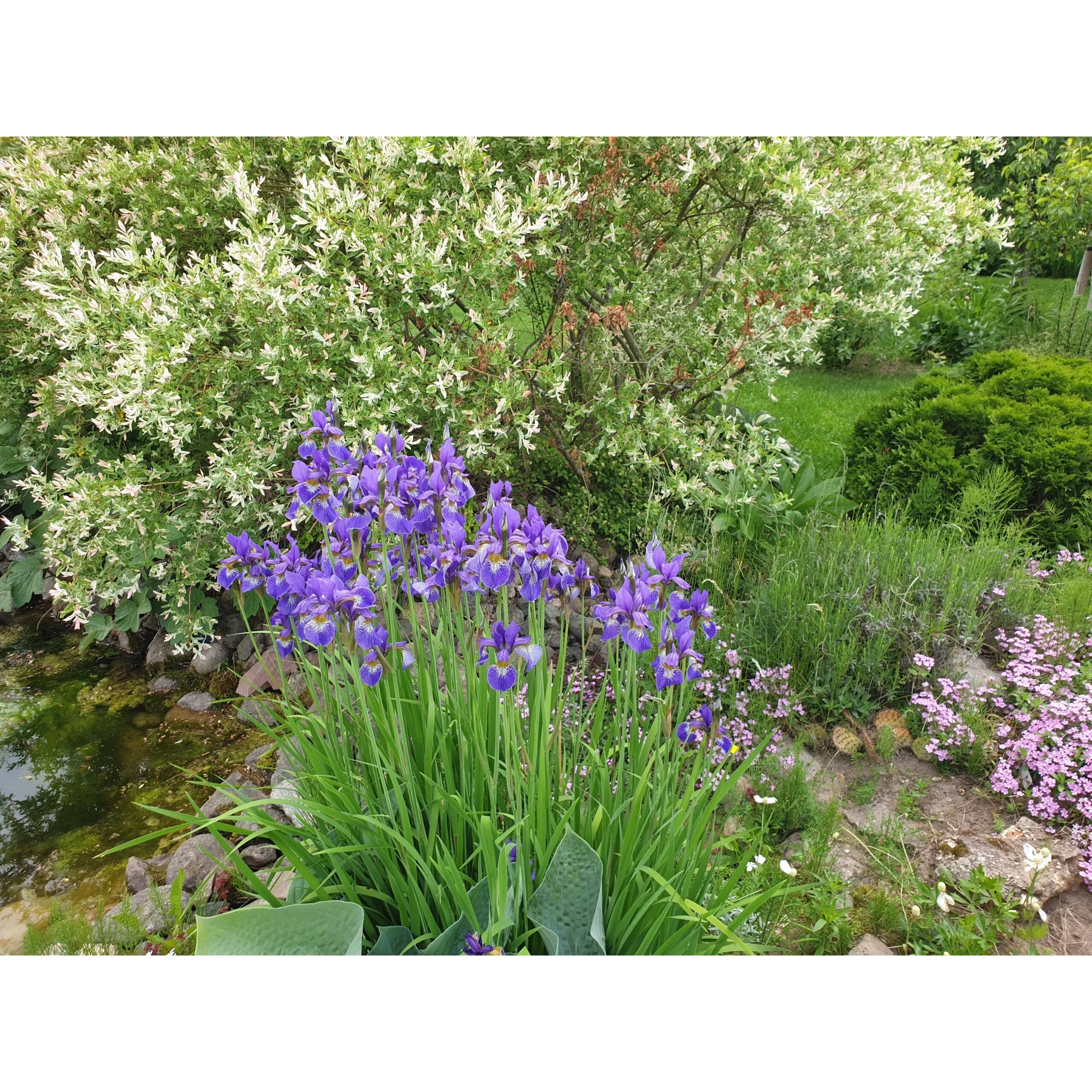 Vilkdalgis sibirinis violetinis