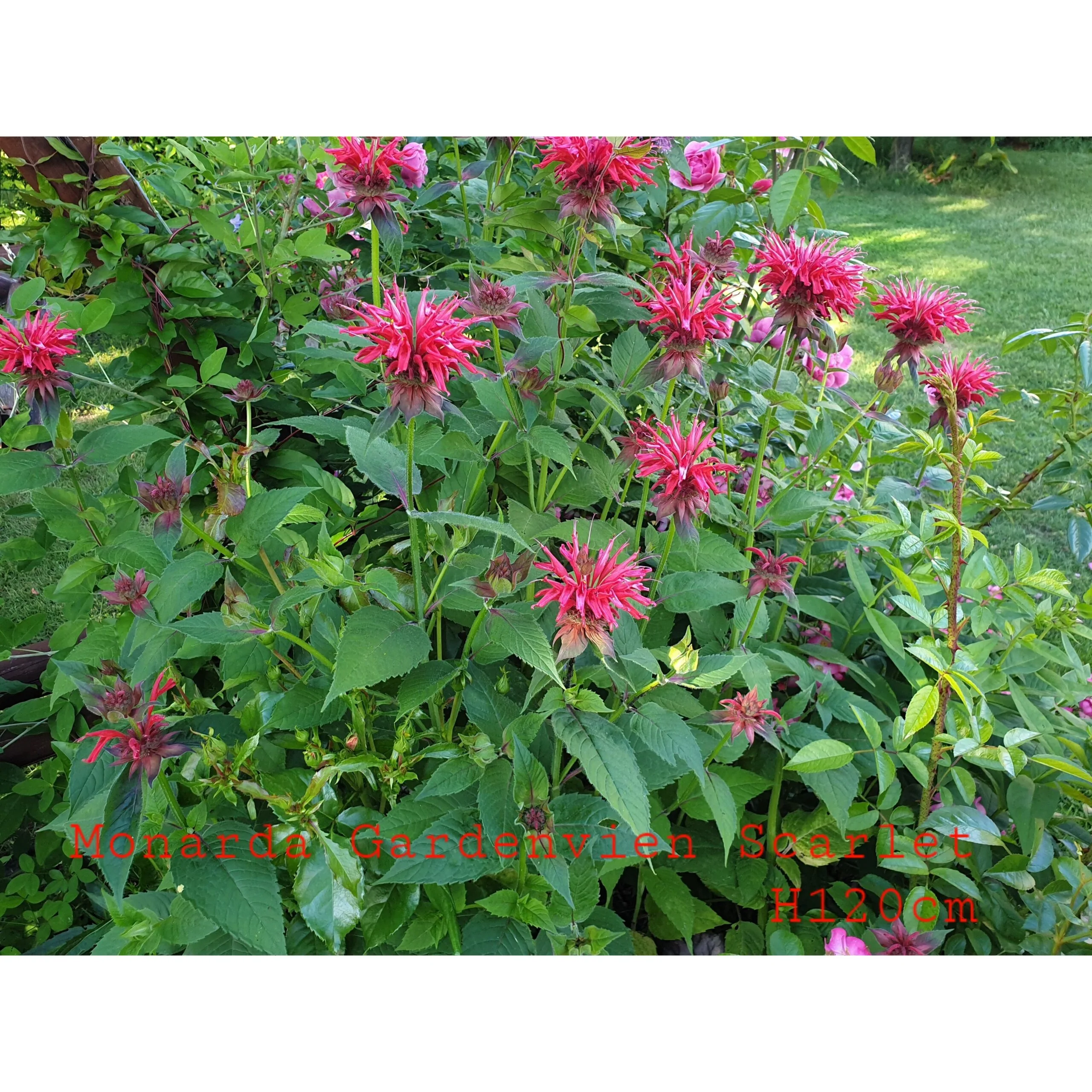 Gardenvien Scarlet