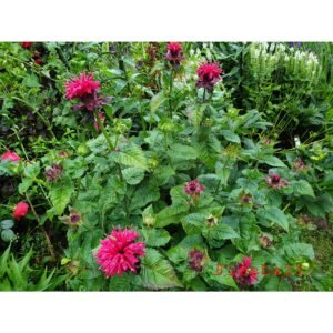 Fire Ball monarda
