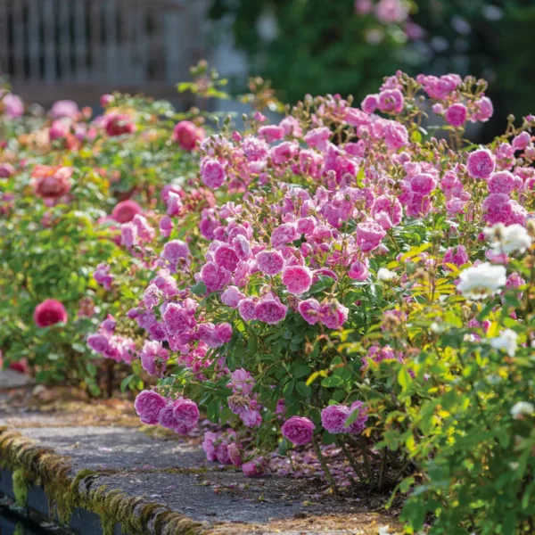 Harlow Carr (Aushouse)  plikomis šaknimis - Image 3