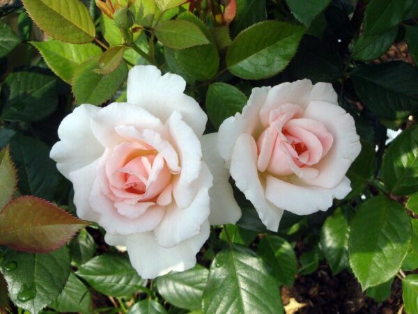 A Whiter Shade Of Pale (PENfanfare, Linked Hearts) vazone - Image 2