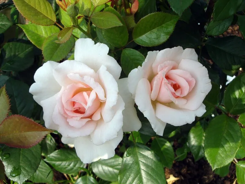A Whiter Shade Of Pale (PENfanfare, Linked Hearts) plikomis šaknimis
