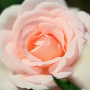 A Whiter Shade Of Pale (PENfanfare, Linked Hearts) plikomis šaknimis
