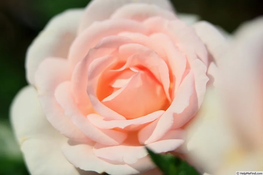 A Whiter Shade Of Pale (PENfanfare, Linked Hearts) plikomis šaknimis