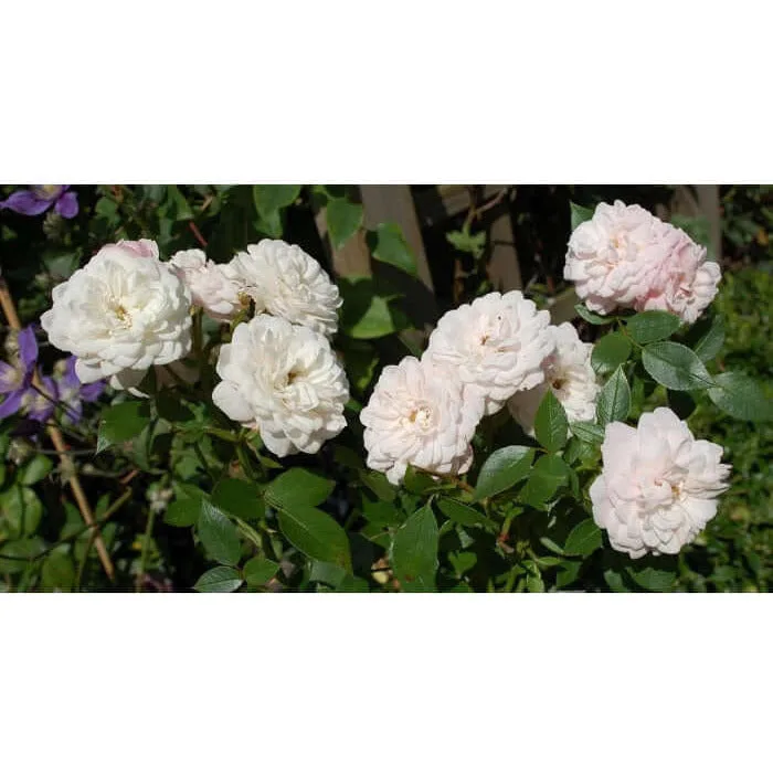 Starlet ®-Rose Alina plikomis šaknimis