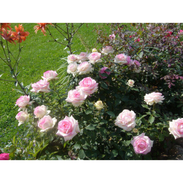 BIEDERMEIER GARDEN    plikomis šaknimis