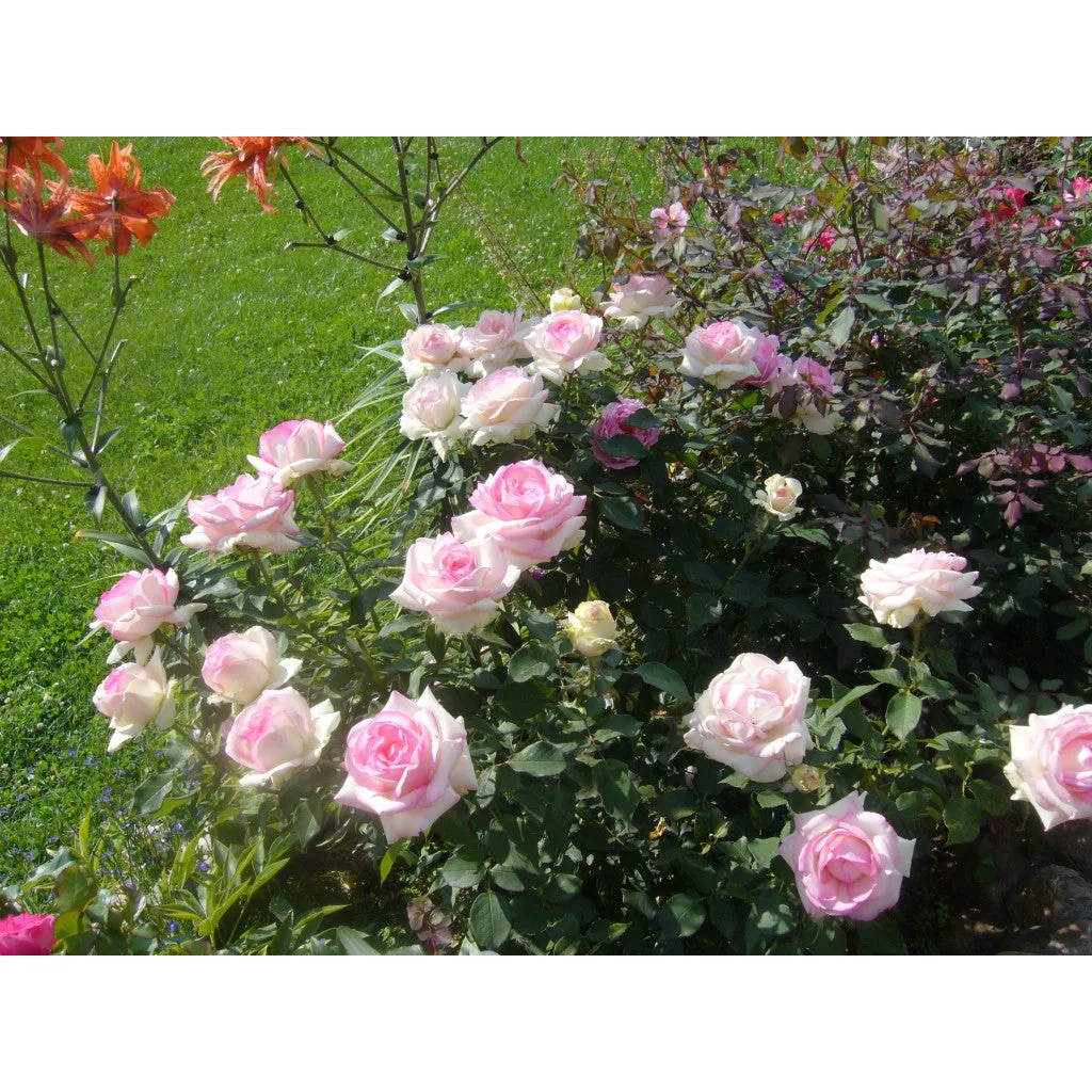 BIEDERMEIER GARDEN plikomis šaknimis