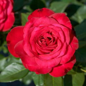 BIRTHE KJAER RENAISSANCE plikomis šaknimis