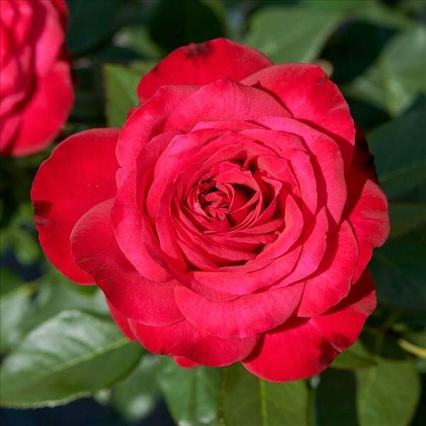 BIRTHE KJAER RENAISSANCE plikomis šaknimis