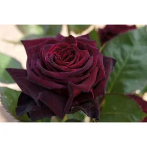 Black Baccara plikomis šaknimis