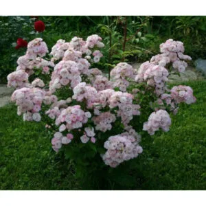 Bouquet Parfait plikomis šaknimis
