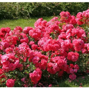 Floribundinės rožės