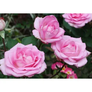 Beverly (KO 99/1468-02, KORpauvio, Perfume Passion, Pink Perfection, Sophie Davant) plikomis šaknimis
