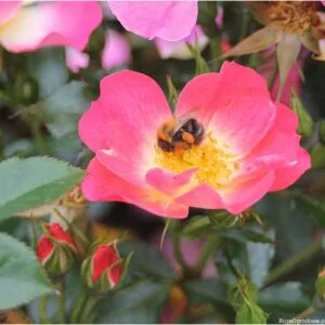 Bienenweide Bicolor plikomis šaknimis