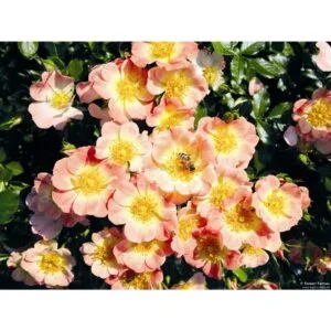Bienenweide Apricot plikomis šaknimis