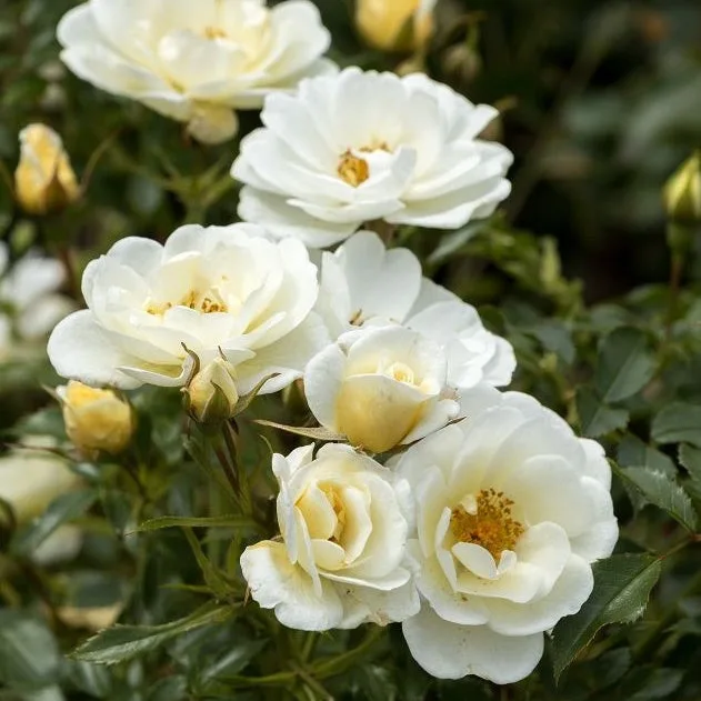 Bienenweide Ivory plikomis šaknimis