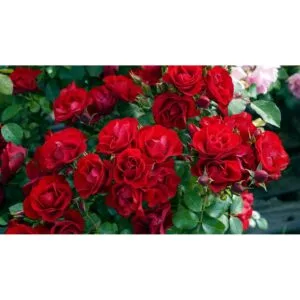 Black Forest Rose plikomis šaknimis