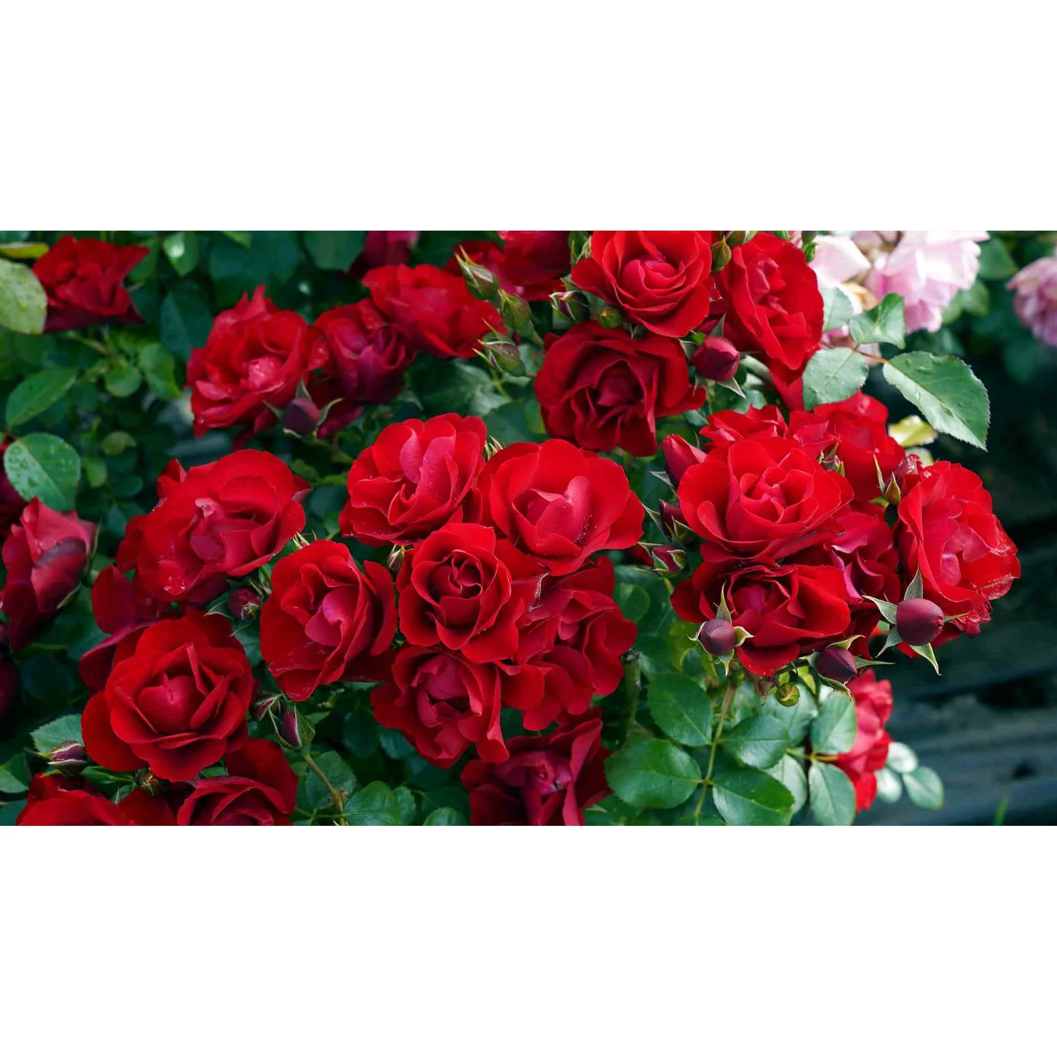 Black Forest Rose plikomis šaknimis