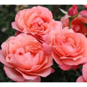 Coral Lions rose plikomis šaknimis