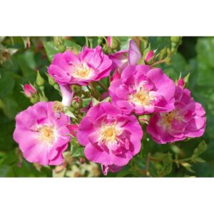 GLOBAL WATER   plikomis šaknimis