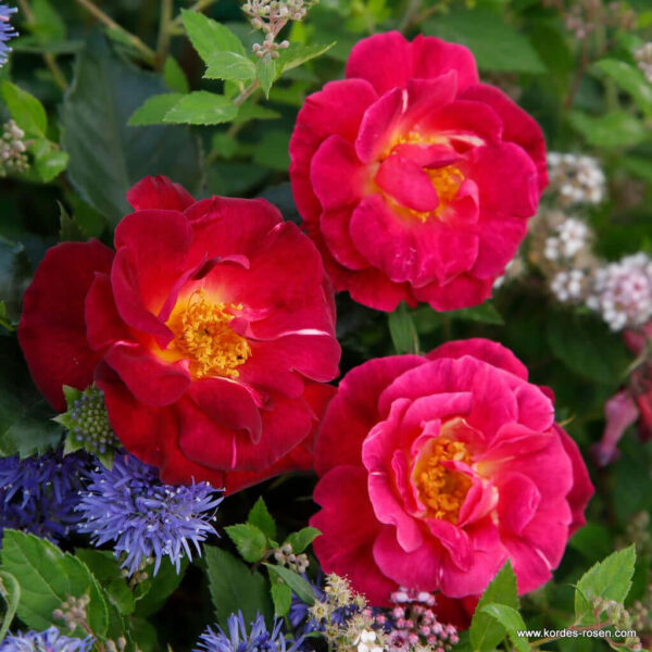Ile de Fleurs   plikomis šaknimis