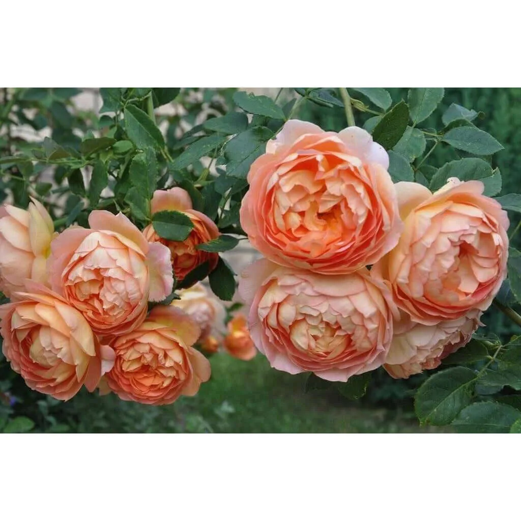 Lady of Shalott plikomis šaknimis