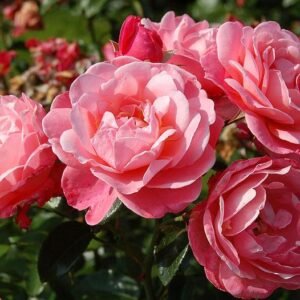Mein Schöner Garten (Kormeneint) plikomis šaknimis, siuntimas nuo spalio pabaigos