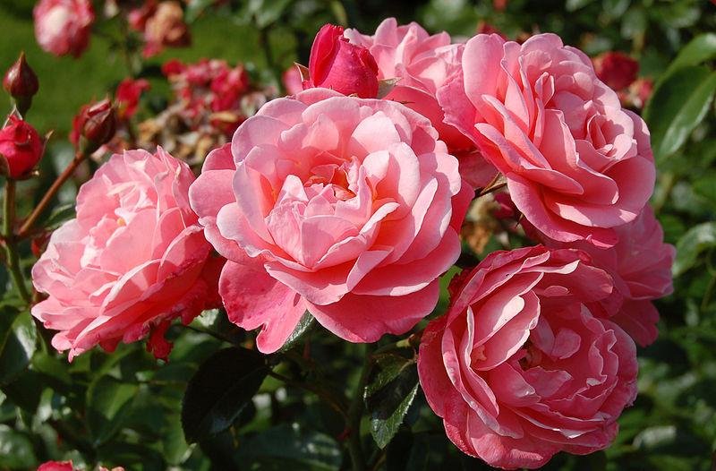Mein Schöner Garten (Kormeneint) plikomis šaknimis, siuntimas nuo spalio pabaigos