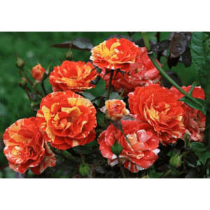 Oranges Lemons/MACoranlem, Papagena, Oranges 'n' Lemons vazone 4l