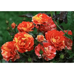 Oranges Lemons/MACoranlem, Papagena, Oranges 'n' Lemons vazone 4l