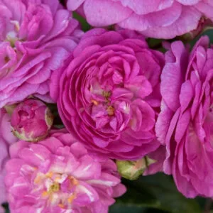 Perennial Rosali plikomis šaknimis