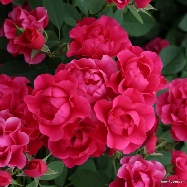 Pink Forest rose   plikomis šaknimis