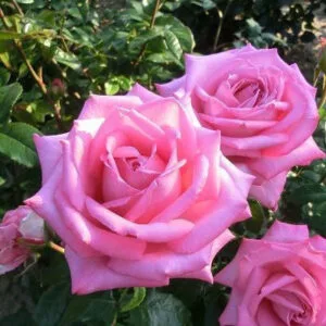 Romina (Nostalgie®-Edelrose Romina®) plikomis šaknimis