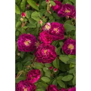 Tuscany Superb (The Velvet Rose, Superb Tuscan, Superb Tuscany)plikomis šaknimis