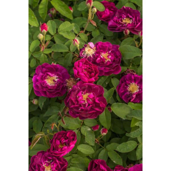 Tuscany Superb (The Velvet Rose, Superb Tuscan, Superb Tuscany)plikomis šaknimis