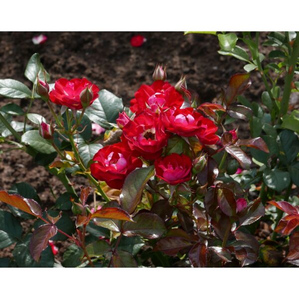 Rose der Einheit plikomis šaknimis