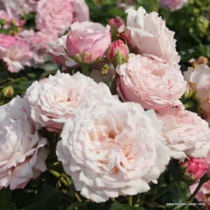 Kordes Rose Rosenfaszination plikomis šaknimis