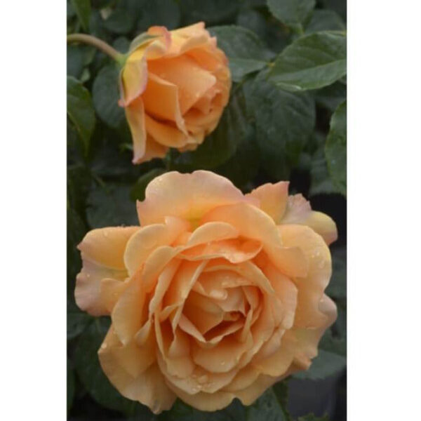 Disting Orange Vazone C4l