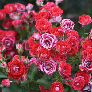 Schöne Koblenzerin (Schone Koblenzerin, KORburox, Marie Rottrova, Anne Roumanoff, Ruby Ice) plikomis šaknimis