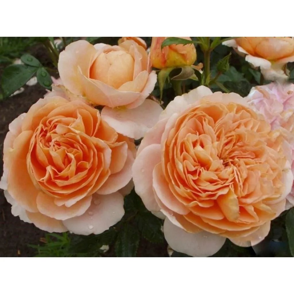 Sangerhauser Jubilaumsrose (Afternoon Delight, Cervia®, Floral Fairy Tale, KORmamtiza, Sangerhausen Jubilee, The Wren) plikomis šaknimis