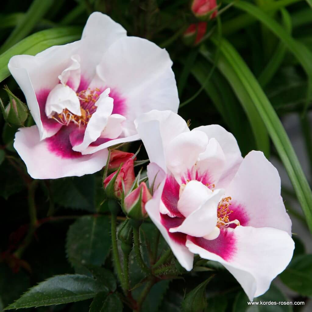 See You in Red plikomis šaknimis