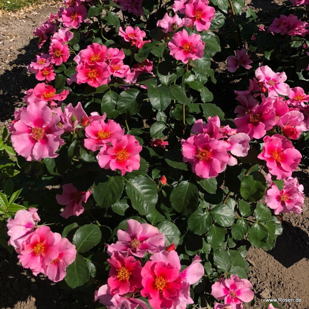 See you in pink plikomis šaknimis - Image 2