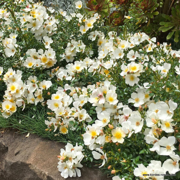 Sonnenroschen plikomis šaknimis